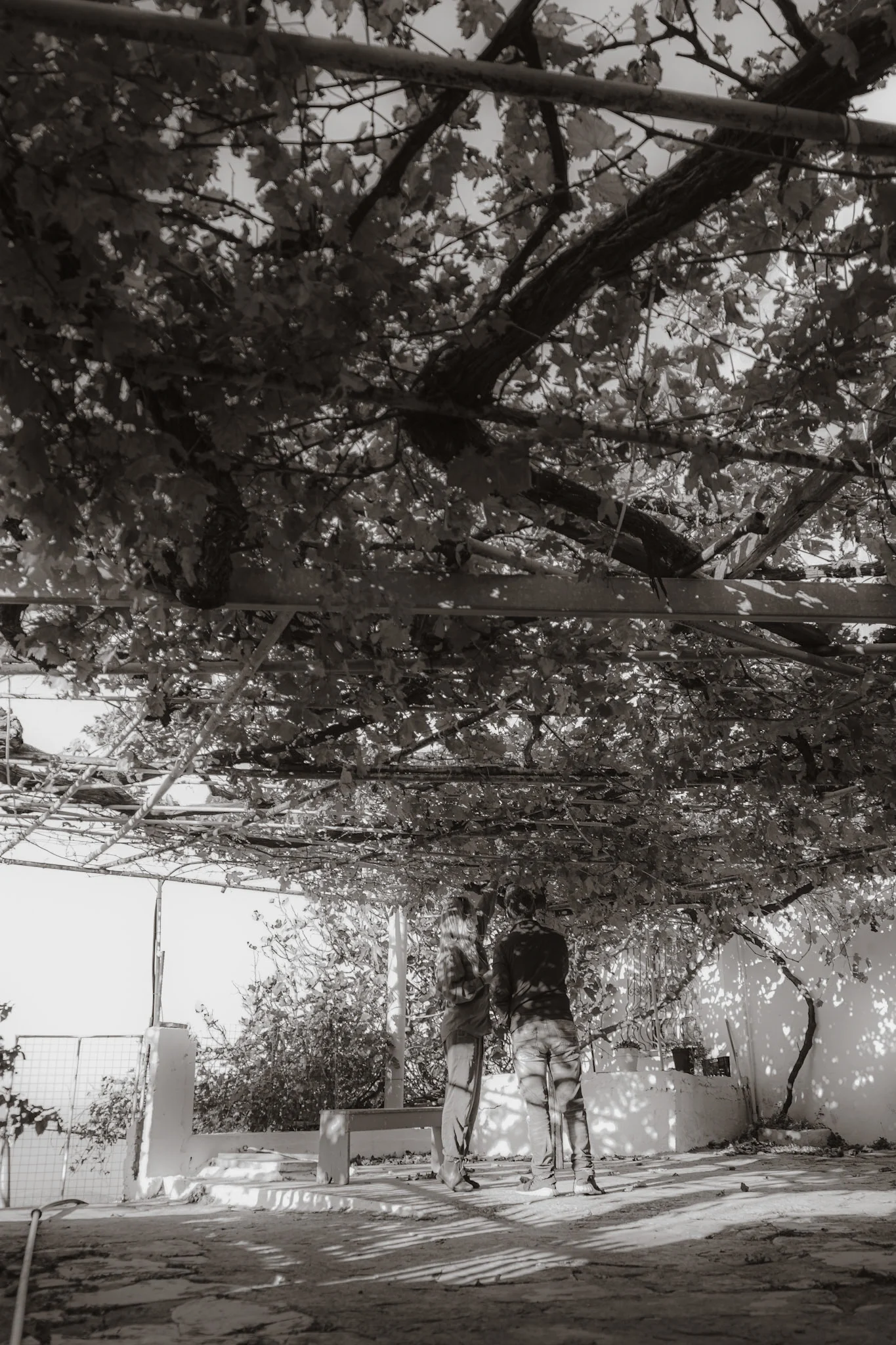 Island Life image 12