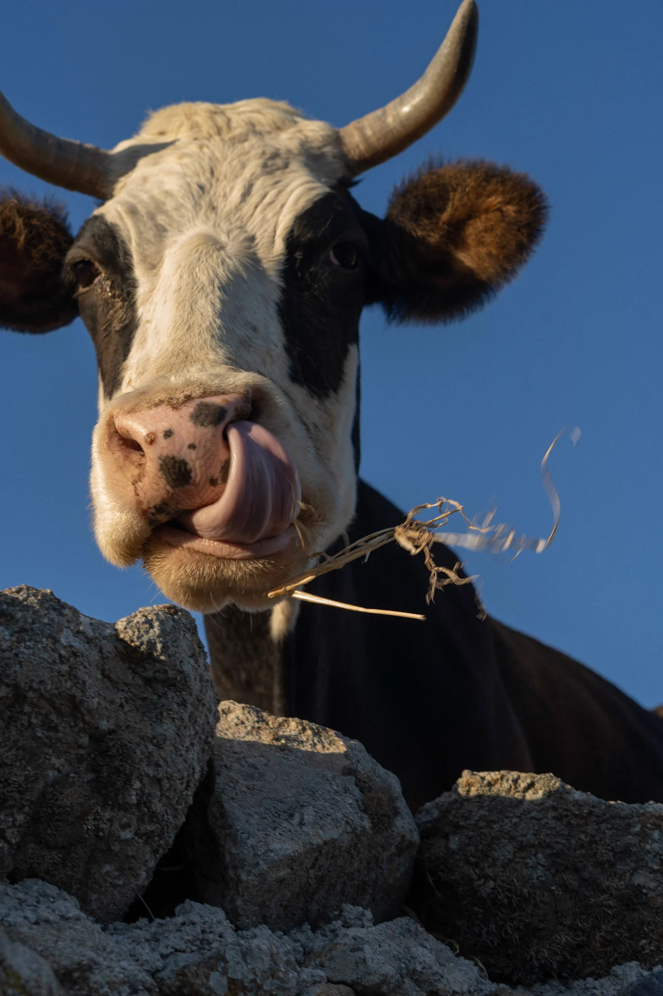 Island Life image 19