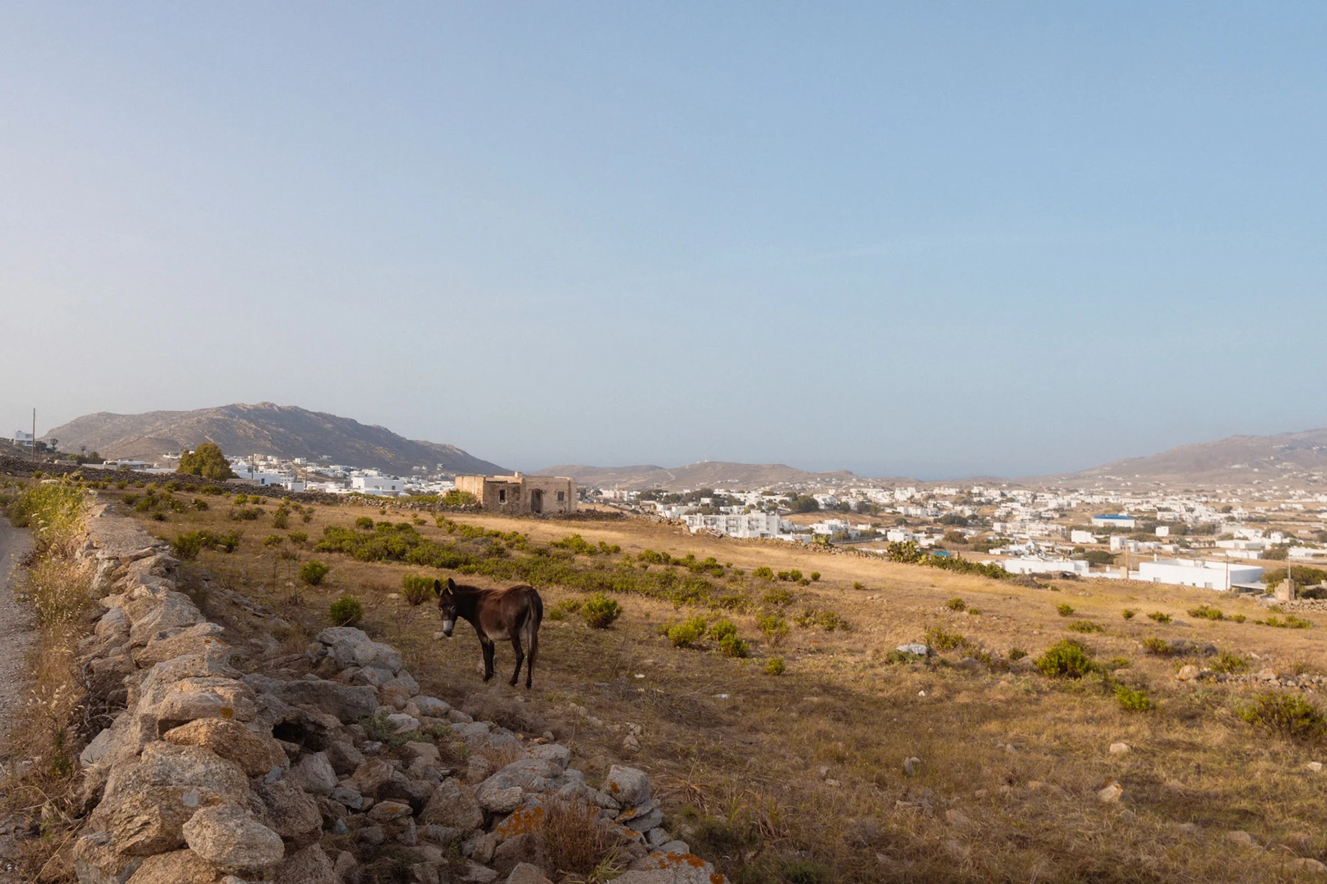 Island Life image 22