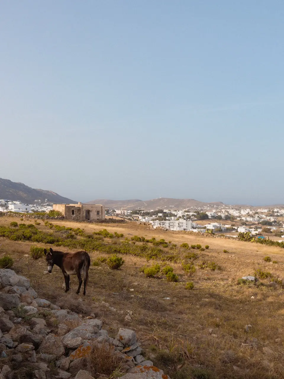 Island Life project cover